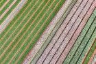 Tulip field patterns from above