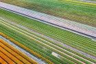 Field of unopened tulips