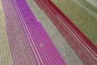 Tulip field by drone near Almere