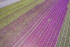 Tulip field by drone near Almere