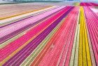 Tulip field by drone near Almere