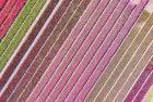 Tulip field by drone near Almere