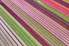 Tulip field by drone near Almere