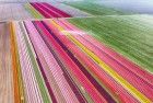 Tulip field by drone near Almere