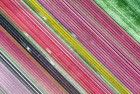 Tulip field by drone near Almere