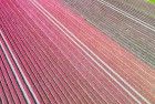 Tulip field by drone near Almere