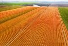 Tulip field by drone near Almere