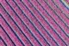 Tulip field by drone near Almere