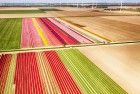 Two tulip fields from my drone