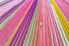 Drone picture of a tulip field near Almere