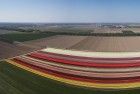 Panoramic drone picture of a tulip field near Almere