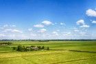 Drone picture of fields with cows