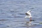 Seagull in Terschelling