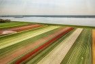 Drone picture of a tulip field near Almere-Haven