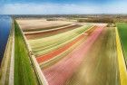 Drone panorama of a tulip field near Almere-Haven.jpg