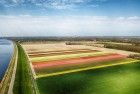 Drone picture of a tulip field near Almere-Haven