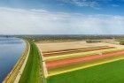 Drone panorama of a tulip field near Almere-Haven
