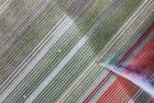 Drone picture of a tulip field near Almere-Haven