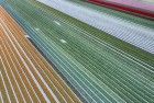 Drone picture of a tulip field near Almere-Haven