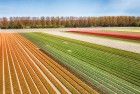 Drone picture of a tulip field near Almere-Haven