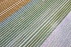 Drone picture of a tulip field near Almere-Haven