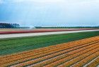 Drone picture of a tulip field near Almere-Haven