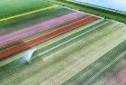 Drone picture of a tulip field near Almere-Haven