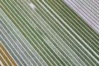 Drone picture of a tulip field near Almere-Haven