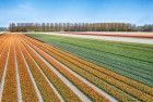 Drone picture of a tulip field near Almere-Haven