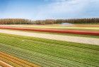 Drone picture of a tulip field near Almere-Haven