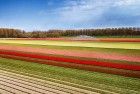 Drone picture of a tulip field near Almere-Haven