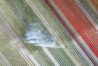 Drone picture of a tulip field near Almere-Haven