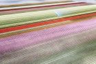 Drone picture of a tulip field near Almere-Haven