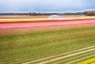 Drone picture of a tulip field near Almere-Haven