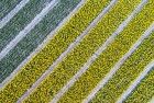 Drone picture of a tulip field near Almere-Haven