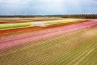 Drone picture of a tulip field near Almere-Haven