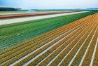 Drone picture of a tulip field near Almere-Haven