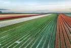 Drone tulips during sunset