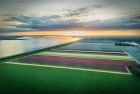 Drone tulips during sunset