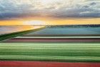 Drone tulips during sunset