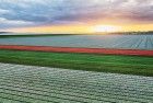 Drone tulips during sunset