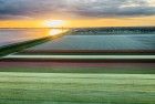 Drone tulips during sunset