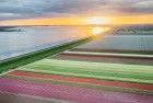 Drone tulips during sunset