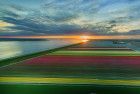 Drone tulips panorama during sunset