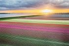 Drone tulips during sunset