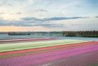 Drone tulips during sunset