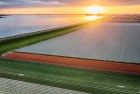 Drone tulips during sunset