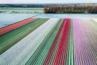 Drone tulips during sunset