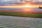 Drone tulips during sunset