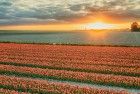 Drone tulips during sunset